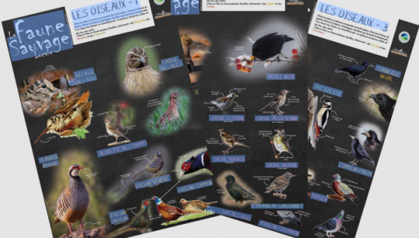 🐦 Immersion dans le Monde des Oiseaux pour les CE1!