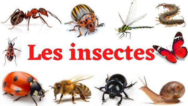 Le monde des insectes en CE1