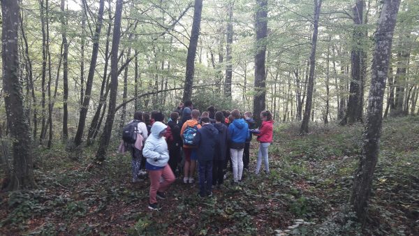 6ème : des apprentissages grandeur nature en forêt